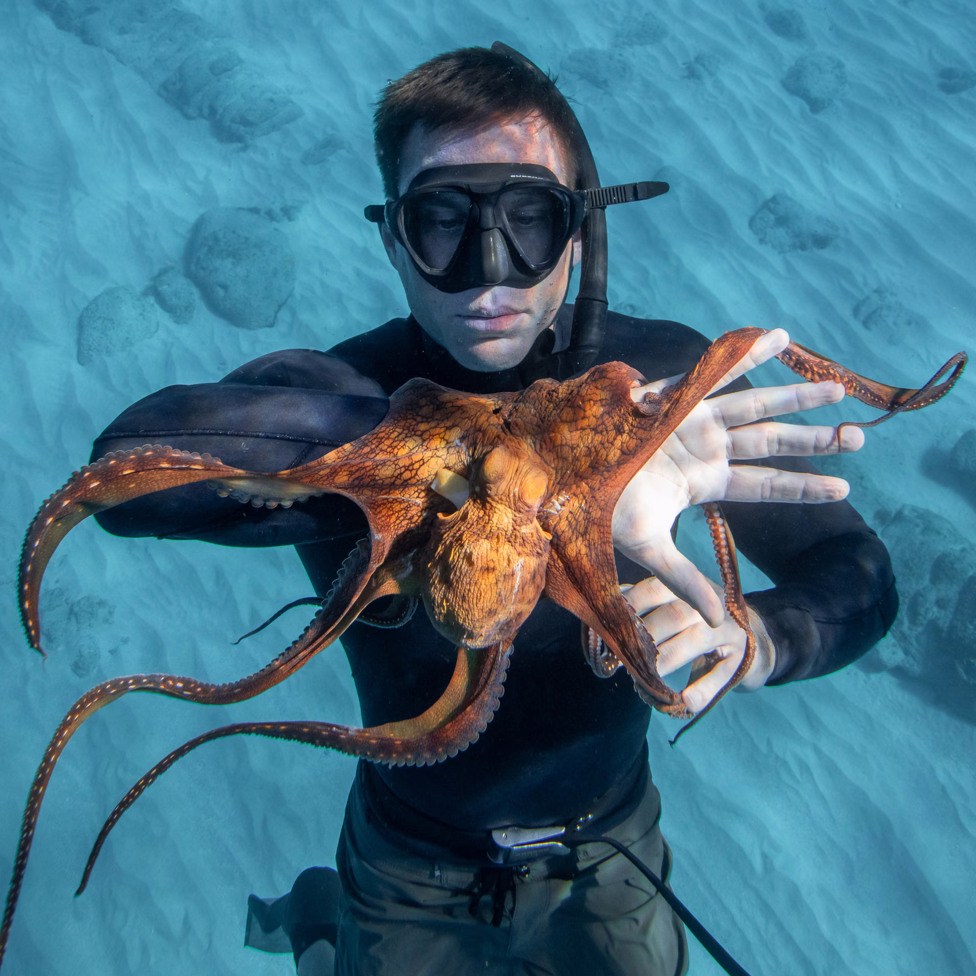 Freediver with an octopus in Amed