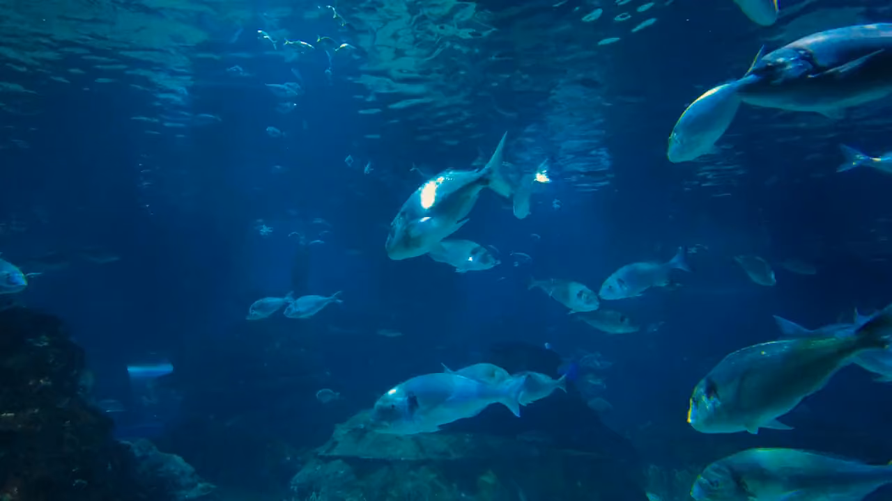 School of fish in Amed