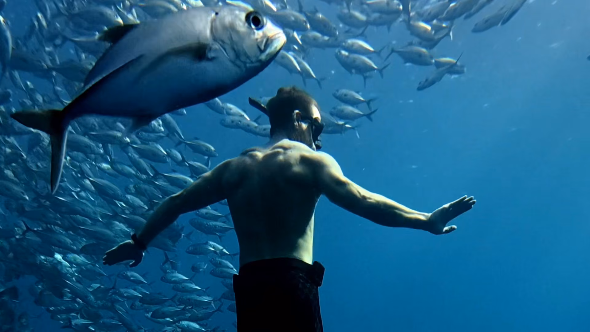 Freediver among a school of fish